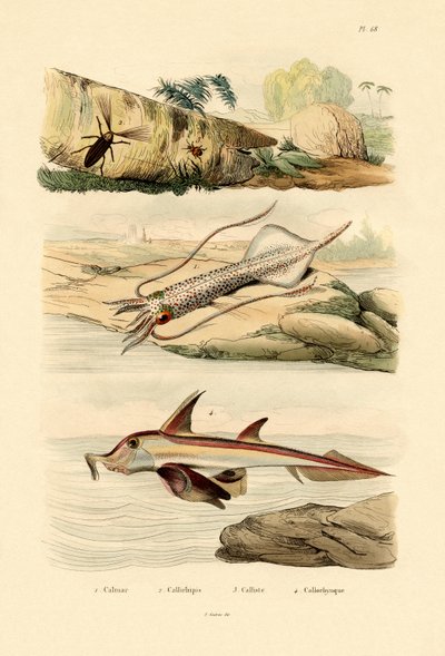 Tintenfisch von French School
